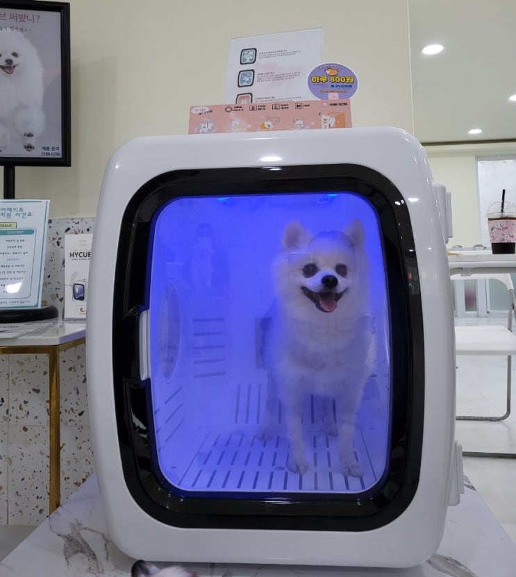  울산카페, 애견카페/애견유치원  "케어메이트"