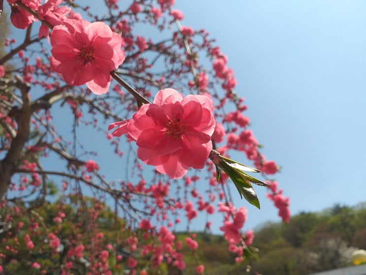 화창한 봄날의 청계사(淸溪寺) 겹벚꽃