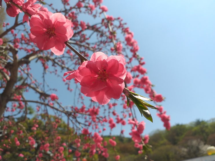  화창한 봄날의 청계사(淸溪寺) 겹벚꽃