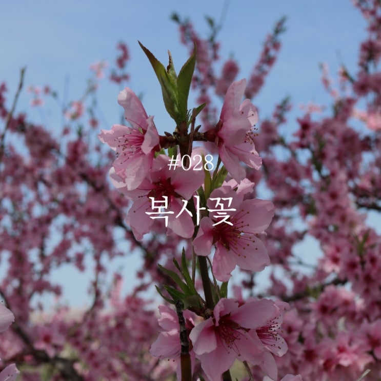  낭만 챌린지 028 :: 복사꽃