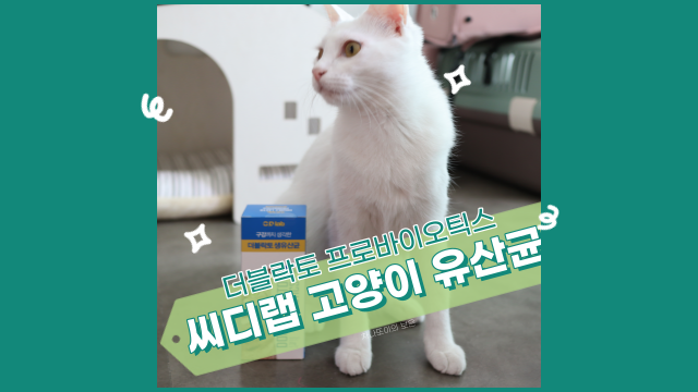  고양이 유산균 더블락토 프로바이오틱스로 장 건강, 구강까지 챙기기.