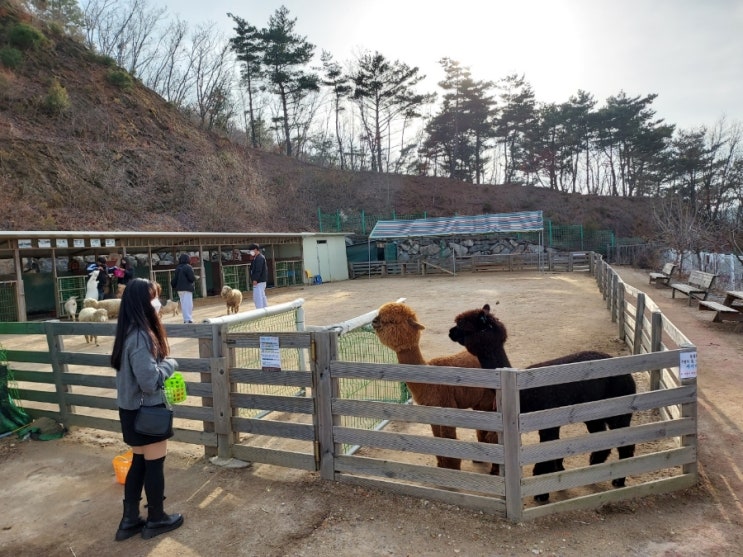  강화도 가볼만한 곳 추천 - "프렌쥬랜드" 작은 동물원