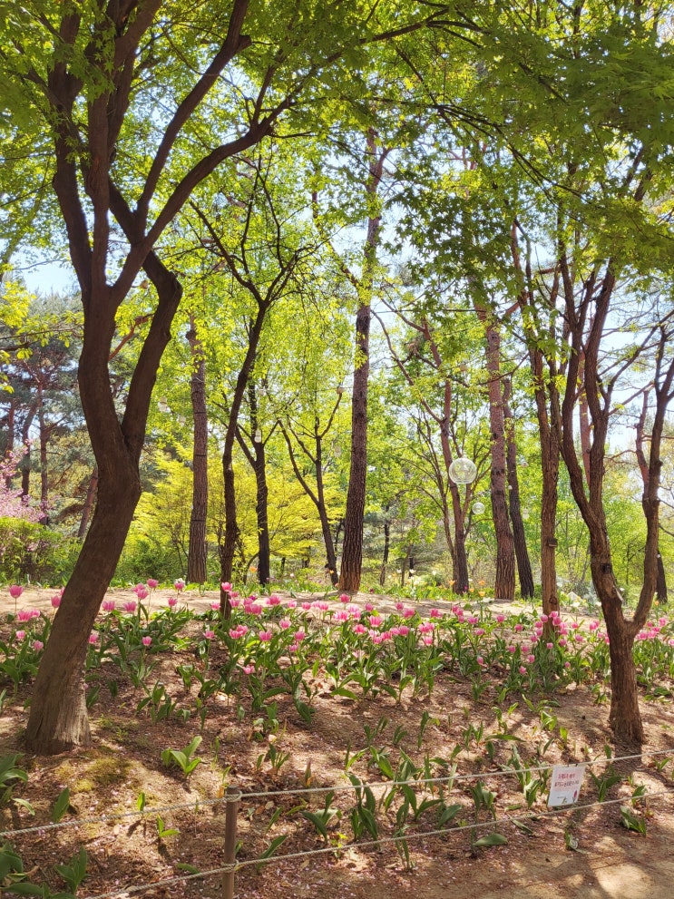 튤립은 적고 사람은 많은 4월 중순의 서울숲