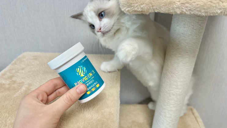  고양이 유산균 :: GC 녹십자웰빙 프로비던스 프로바이오틱스 장 건강 급여 후기