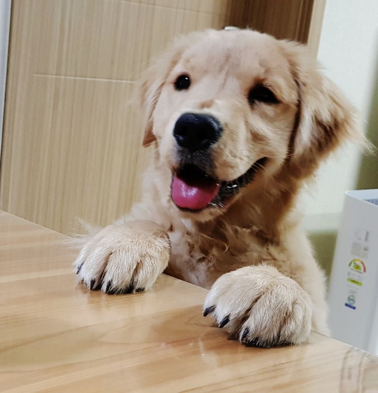  골든리트리버 새끼 분양 시 이정도는 꼭 체크해 보세요.