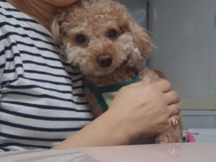  엄마를 너무너무 사랑하는 강아지