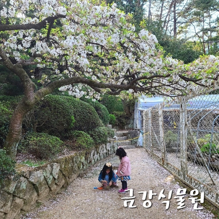  부산 금강식물원 주말 나들이 아이와 꽃구경 가요