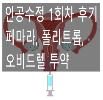 4. 인공수정 1차 과정 - 페마라, 폴리트롭, 오비드렐 투약 (1)