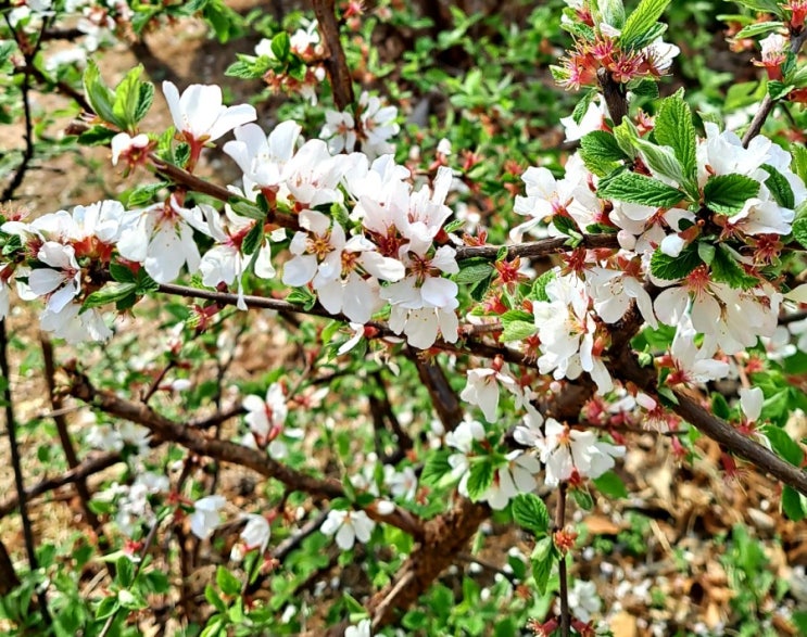  공원 산책하며 예쁜 앵도나무, 살구나무, 벚꽃 보고 왔어요.