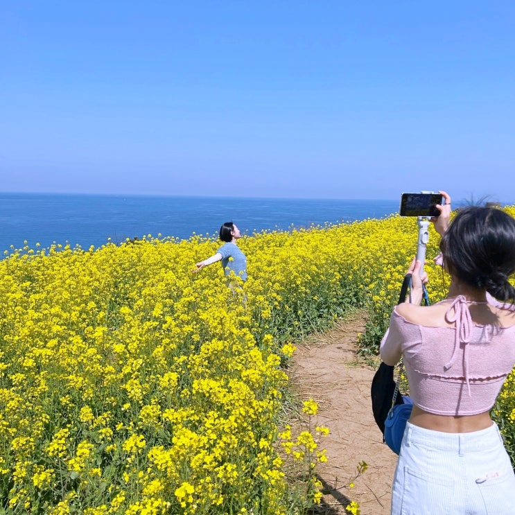  제주 서우봉 유채꽃 관람무료 나만 알고싶은 코스