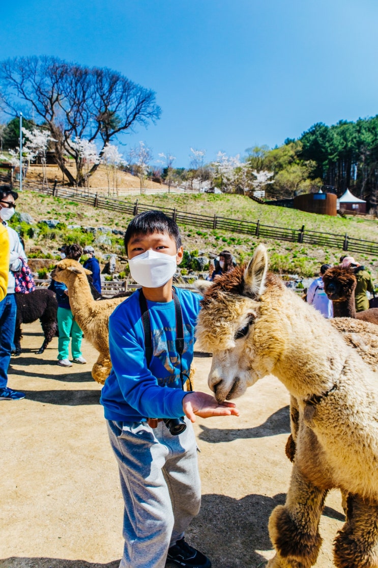 아이들과 가볼만한곳 홍천 알파카월드 귀여운 동물들 천국 아이들과 가볼만한곳 홍천 알파카월드 귀여운 동물들 천국