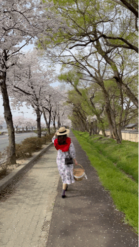경주 벚꽃 명소 : 오릉, 대릉원 돌담길 걸으며 데이트하기 좋은 곳
