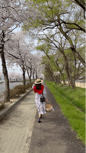 경주 벚꽃 명소 : 오릉, 대릉원 돌담길 걸으며 데이트하기 좋은 곳 경주 벚꽃 명소 : 오릉, 대릉원 돌담길 걸으며 데이트하기 좋은 곳