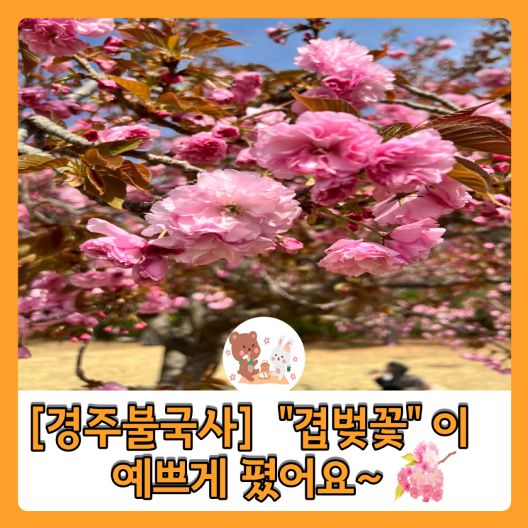 [경주 불국사] "겹벚꽃"이 예쁘게 폈어요~                이번 주 주말이 피크입니다!!