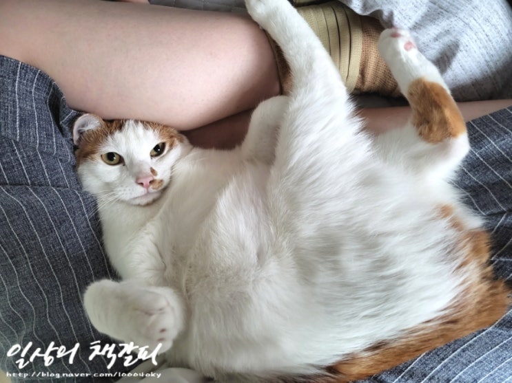  <2인2묘 라이프> 2022. 4. 11.~14. 밤비는 샘이나