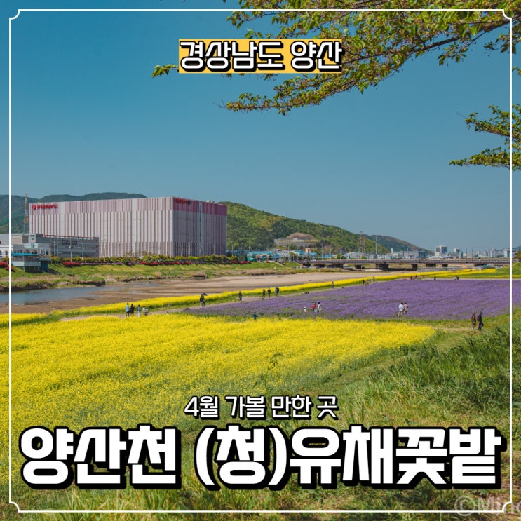  [경상남도] 양산천 (청)유채꽃밭, 양산 4월 가볼 만한 곳