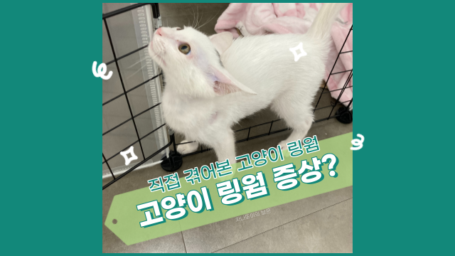  고양이 링웜 증상과 치료 방법, 사람도 옮을 수 있어요!
