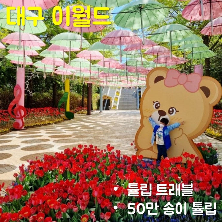  대구 이월드 튤립트래블 50만 송이 튤립 구경