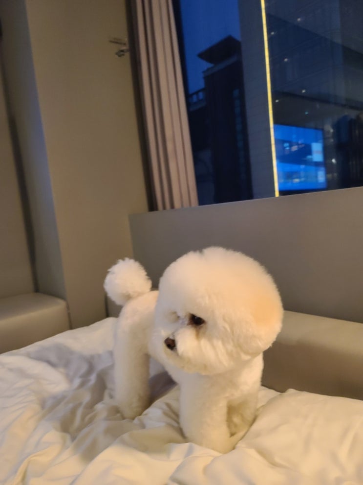  서울 애견동반호텔_호텔 카푸치노