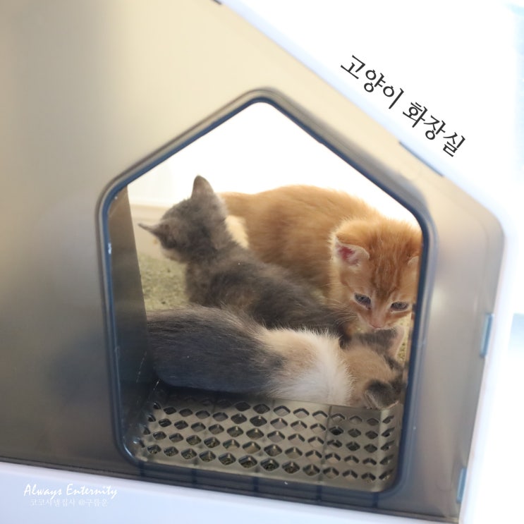  아기 고양이 화장실, 세븐펫 묘래집 get!