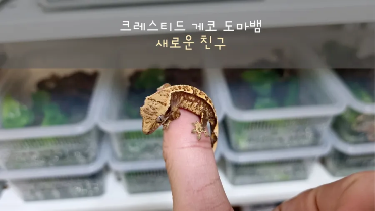  새로운 친구가 왔어요