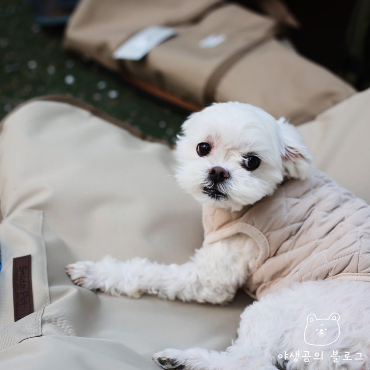 강아지 캠핑의자 반려견을 위한 스미다펫 캠핑용품