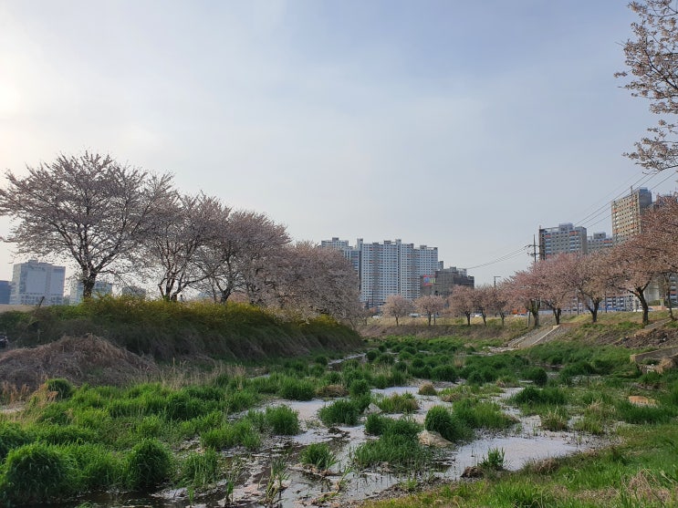  서산, 당진 여행 2일차(4) 서산에서 가볼만한곳으로 추천 당진천 벚꽃길, 카페 레브(2022.04.17)