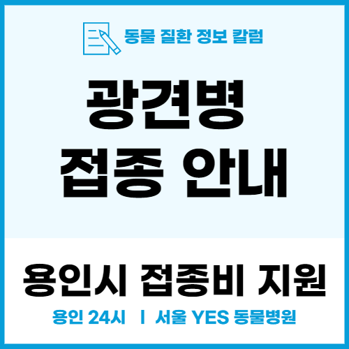  [용인, 분당 동물병원] 용인 수지구청 지원 광견병 예방 접종 (24시 서울예스동물병원)
