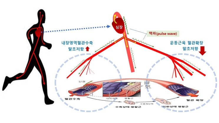  고혈압, 혈관건강과 운동, 맥파 pulse wave, 산화질소, 혈관내피세포, 순환내피기원세포(EPCs)