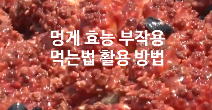  멍게 효능 영양성분 부작용 (ft. 먹는 법 활용 방법 칼로리)