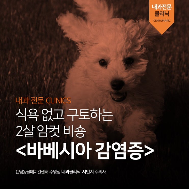  2살 암컷 비숑 <바베시아 감염증> 식욕저하 구토 (부산 강아지 내과 동물병원, 센텀동물메디컬센터 수영점)