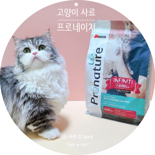 요로결석, 방광염 예방에 좋은 고양이 사료 추천 (feat. 프로네이처 라이프 캣 인피니티 베리 )