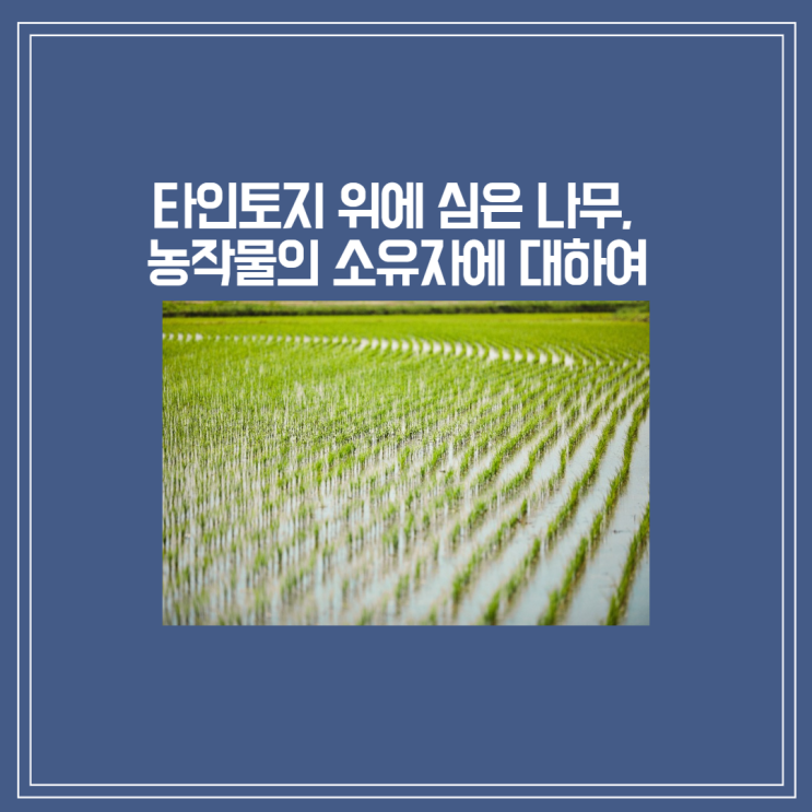  [부산/울산/경남 부동산변호사]타인 토지 위에 심은 나무, 농작물의 소유자