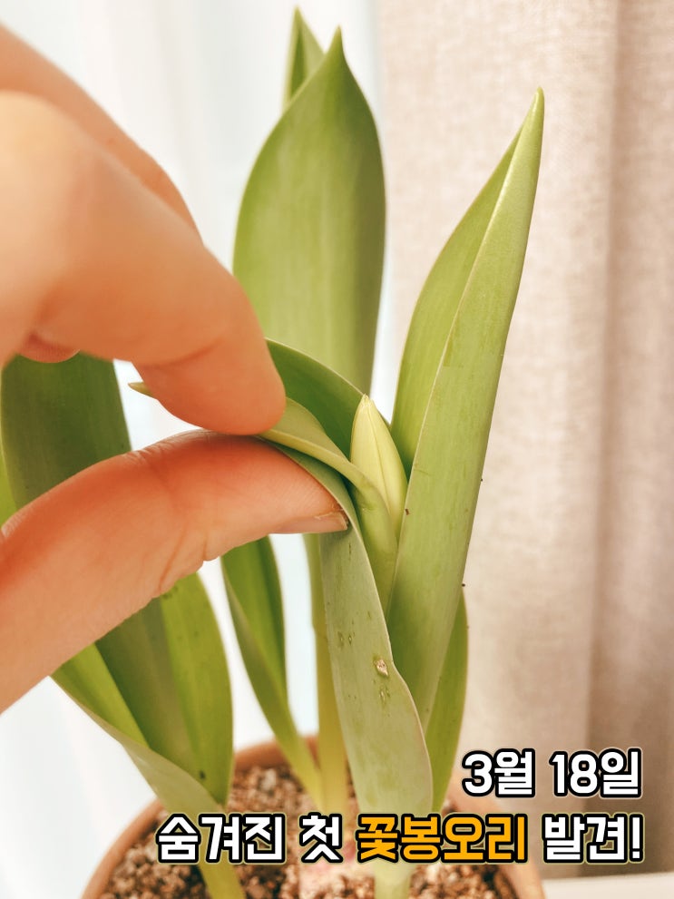 식린이 기록2. 튤립 키우기!(약 한 달간의 튤립성장기) 식린이 기록2. 튤립 키우기!(약 한 달간의 튤립성장기)