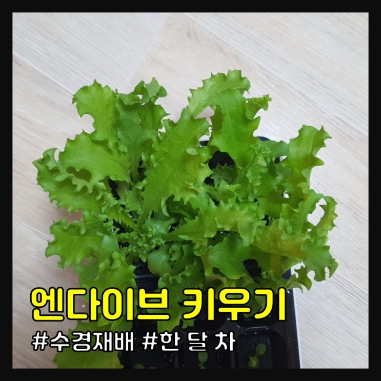  2022 엔다이브 키우기(한 달 차 성장과정)