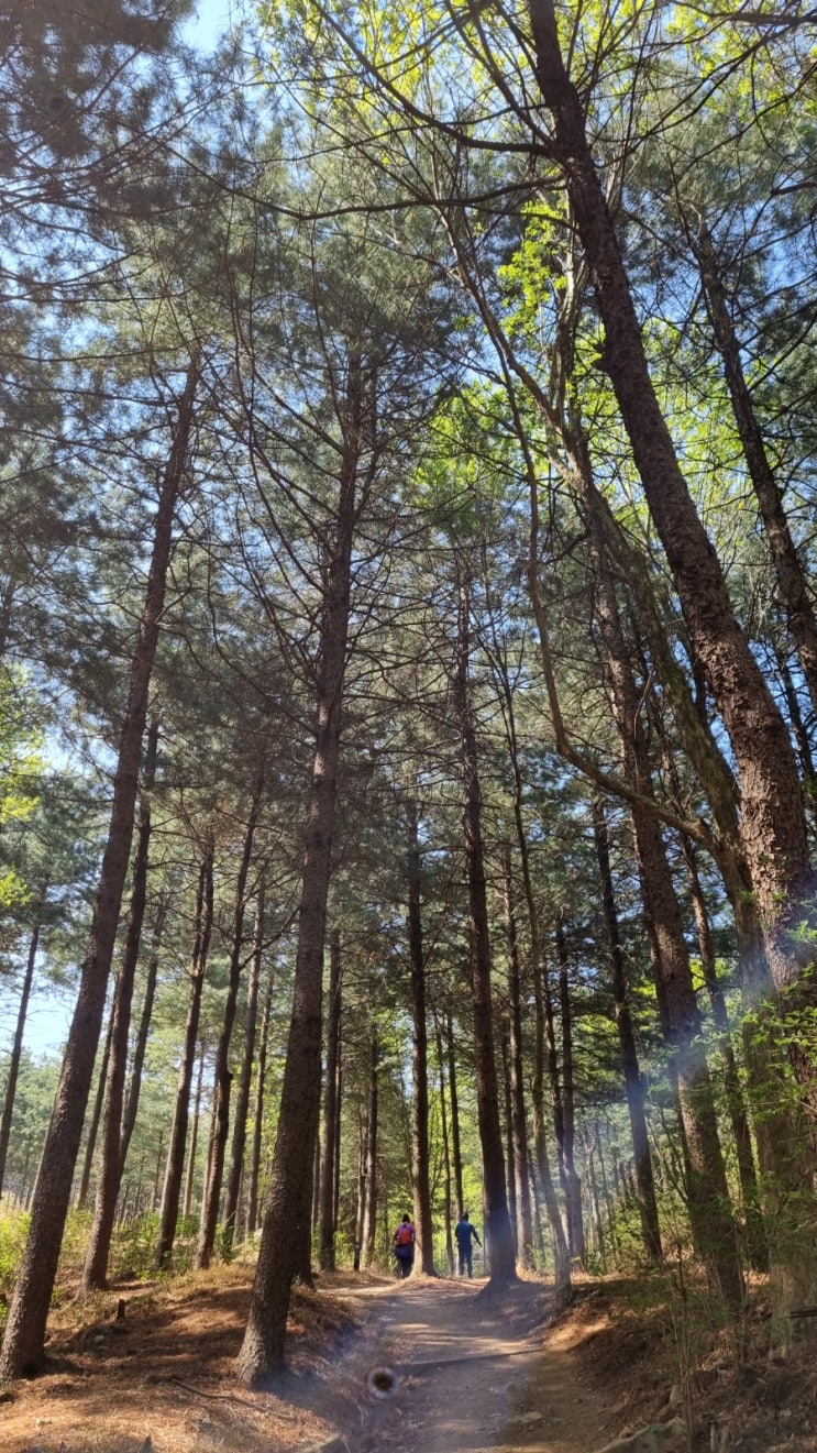  앞산 산행기