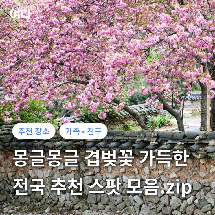 [추천 여행지] 분홍빛 겹벚꽃 가득한 전국 추천 스팟 모음