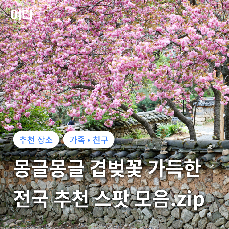  [추천 여행지] 분홍빛 겹벚꽃 가득한 전국 추천 스팟 모음