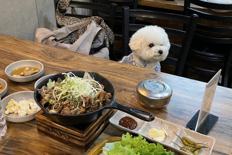 인천 애견동반카페&식당 개떼놀이터 (인천 강아지 운동장)