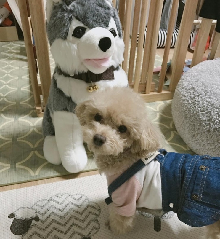  [반려견정보] 강아지 첫산책 시기 반려견첫산책시기