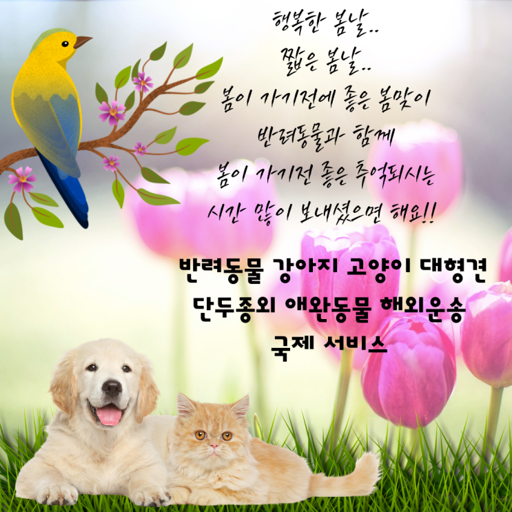  대형견 강아지 고양이 반려견 반려묘 애견 애묘 반려동물 미국에서 한국으로 검역 출국 입국 운송