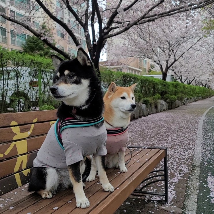  벚꽃엔딩 산책