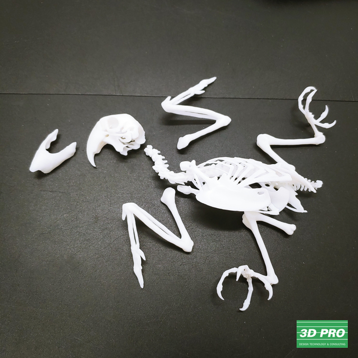 3D프린팅으로 독수리 뼈 모형 출력물제작/ 3D 프린터 시제품 출력/대학생 졸업작품/ SLA 레이저 방식/ABS Like 레진 소재/ 쓰리디프로/3D프로/3DPRO 