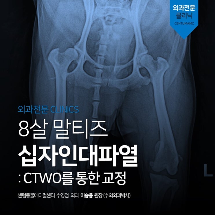  8살 말티즈 / 십자인대파열 교정 수술 / CTWO (센텀동물메디컬센터 수영점, 수의외과 박사 수술 동물병원)