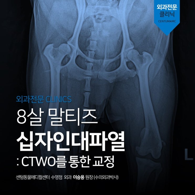 8살 말티즈 / 십자인대파열 교정 수술 / CTWO (센텀동물메디컬센터 수영점, 수의외과 박사 수술 동물병원)