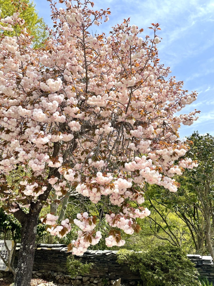 전남여행 _ 분홍빛 천국 겹벚꽃명소 순천 조계산 선암사 전남여행 _ 분홍빛 천국 겹벚꽃명소 순천 조계산 선암사