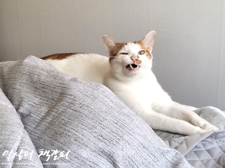  <2인2묘 라이프> 2022. 4. 15. ~19. 고양이는 액체가 아니었다.