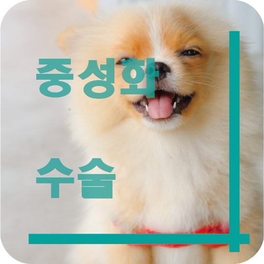  중성화 수술 이야기~