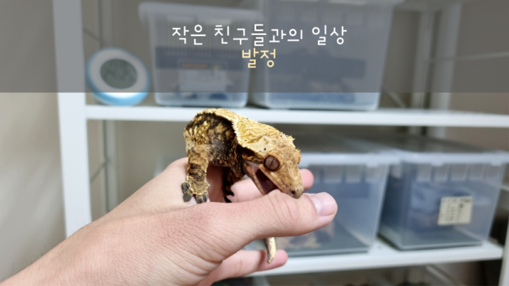  이 녀석의 첫 사랑은 나였다/크레스티드게코 발정