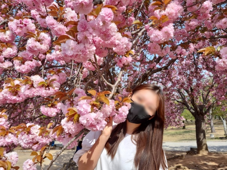  경주 겹벚꽃 명소 개화시기 이제 막!